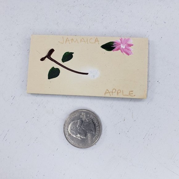 Jamaica Apple Hand Painted Handmade Magnet Kitchen Fridge - Picture 3 of 3